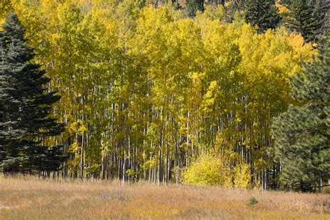 Free stock photo of aspen trees, colorado, pine