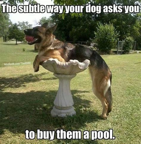 Funny Animal Pictures Of The Day - 20 Pics | Funny animals, Funny ...