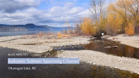 Kokanee Salmon Spawning Channel Okanagan Lake Bc Youtube