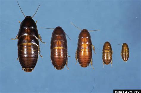 Baby Cockroach: All You Need to Know | APB