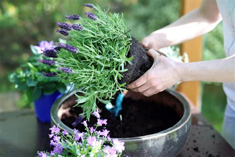 Cómo secar lavanda Rápido y fácil 5 pasos