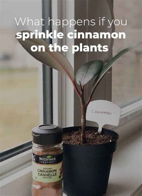 What Happens If You Sprinkle Cinnamon On The Plants Artofit