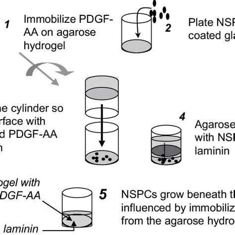 Experimental Method To Test The Bioactivity Of Immobilized Pdgf Aa