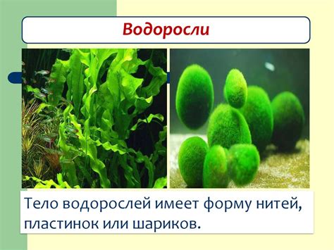 Мир растений - презентация онлайн