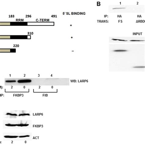 A Rt Pcr Analysis Of Collagen I Mrna Col A Collagen I Mrna