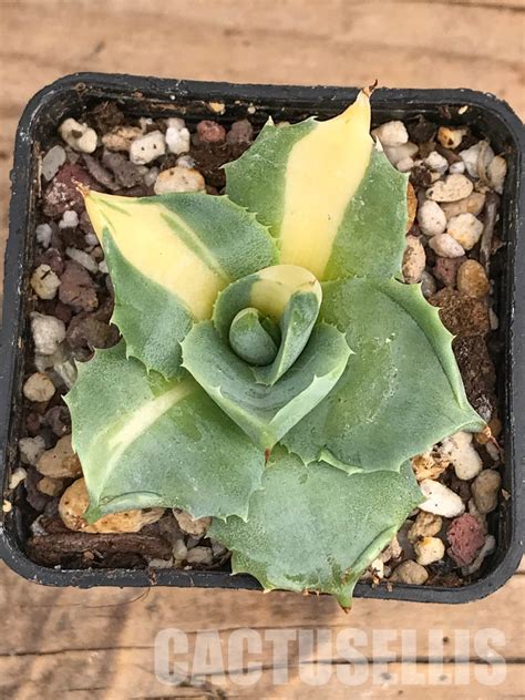 SHPR5942 Agave Isthmensis Ohi Raijin Ki Nakafu Cactus Online