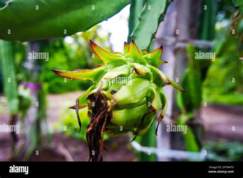 cactus fruit benefits  res stock photography  images alamy