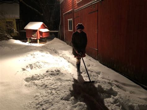 Digging Out A Snow Pussy Not Bedlam Farm