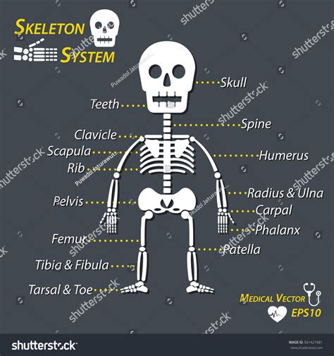 1 Names Of Bones By Neck And Shoulder Images, Stock Photos & Vectors ...