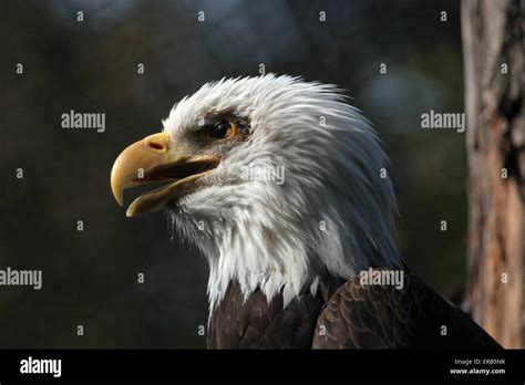 Bald Eagle Haliaeetus Leucocephalus Known As The National Bird Of