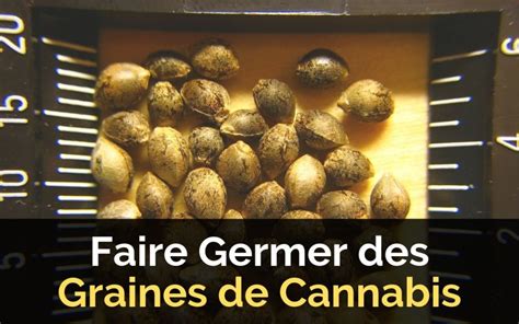 Faire Germer des Graines de Cannabis 4 Méthodes de Germination