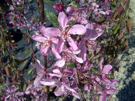 Rosy Glo Weeping Crabapple Blue Grass Nursery Sod Garden Centres