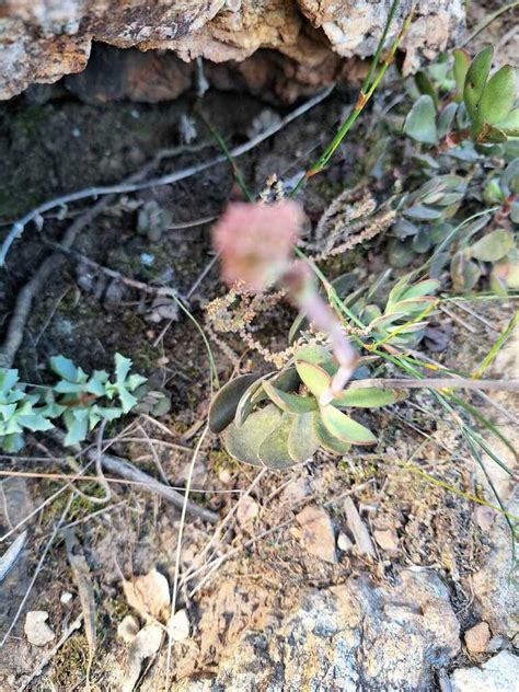 Purple Crassula From Greyton South Africa On September