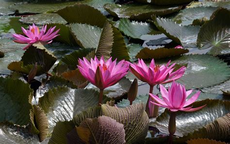 Water Lilies Pond Botany - Free photo on Pixabay - Pixabay