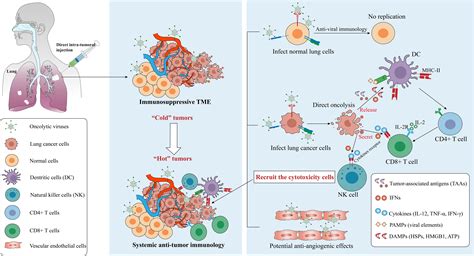 Frontiers Oncolytic Virotherapy Against Lung Cancer Key Receptors