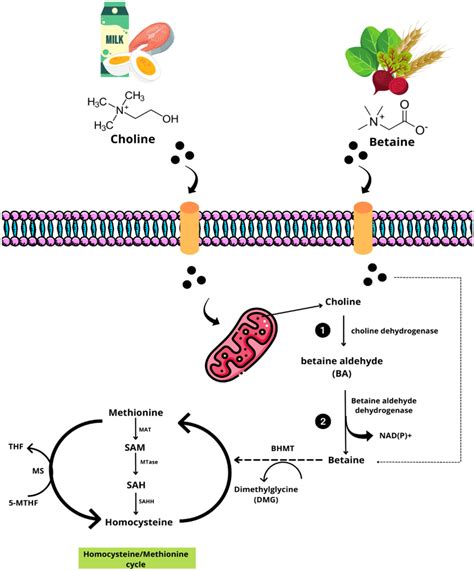 Betaine As Methyl Group Donor From Choline Metabolism When Choline Is Download Scientific