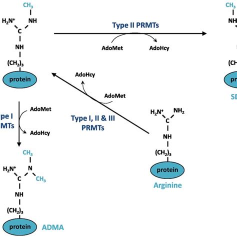 Pdf Protein Arginine Methylationdemethylation And Cancer