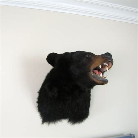 Taxidermy Black Bear Head Mount | EBTH