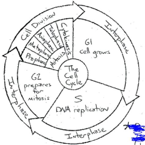 The Cell Cycle Worksheet Key