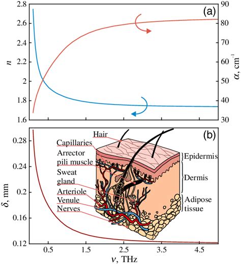 Thz Optical Properties Of The Skin Epidermis A Refractive Index N