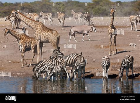 Africa, Namibia, Safari animals at waterhole in etosha national park ...