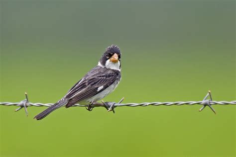 Foto Golinho Sporophila Albogularis Por Claudio Lopes Wiki Aves A