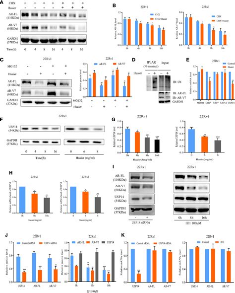 Frontiers Huaier Extract Inhibits Prostate Cancer Growth Via