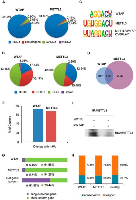 METTL3 And WTAP Bind M6A Consensus Sequence In MRNA And Affect Gene