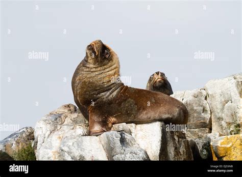 Eared seal Stock Photo - Alamy