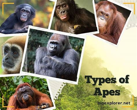 Different Types Of Gorillas