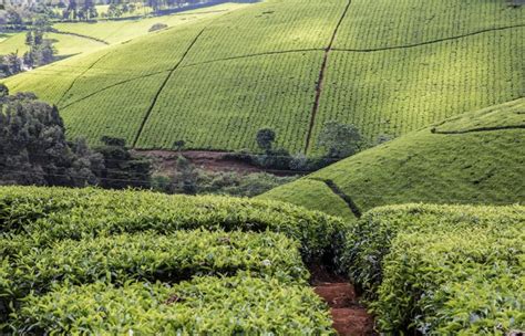 Ntv Kenya On Twitter Uk Tea Firms Face Sex Abuse Claims In Kenya Bbc