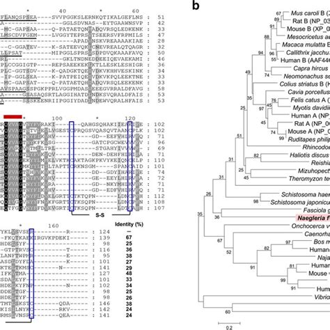 Multiple Sequence Alignment And Phylogenetic Analysis A Multiple