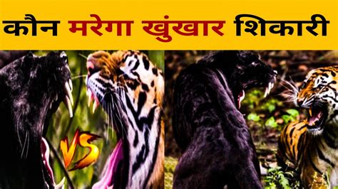 Tiger Vs Black Panther Tiger Vs Black