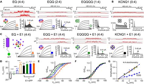 Frontiers Gating And Regulation Of Kcnq And Kcnq Kcne Channel