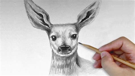 Animal Sketch Drawing A Deer Face With Pencil Painting Step By Step