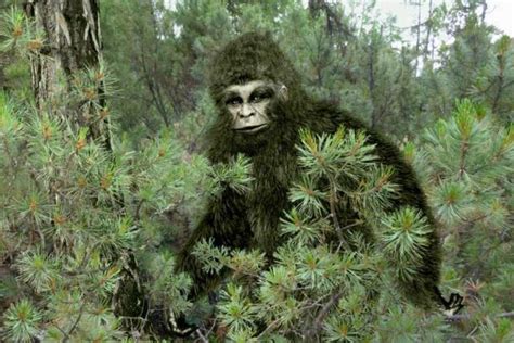 Roaring Yowie Apeman Reported By Australian Work Crew Ancient Origins