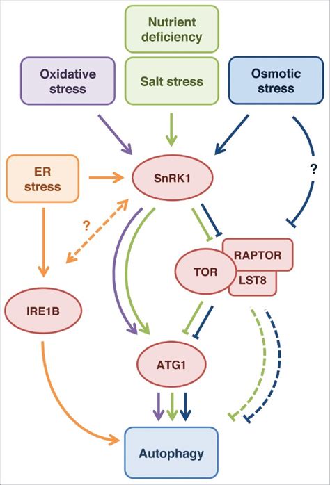 Regulation Of Autophagy Through Snrk And Tor Signaling Pathways