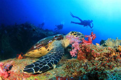 5 Thrilling Places For Enjoying Scuba Diving In Mexico