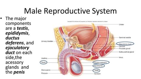 Male Reproductive System Anatomy Ppt