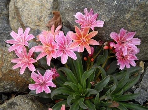 Lewisia Piante Da Giardino Coltivazione Lewisia