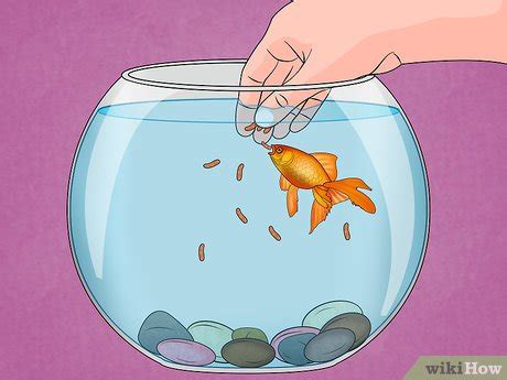 3 Ways to Fix Swim Bladder Disease in Goldfish - wikiHow Pet