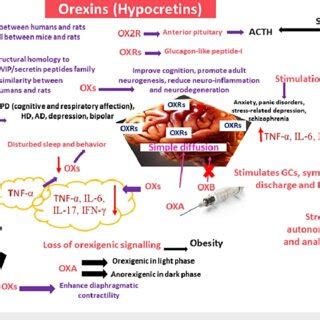 The orexigenic system: involvement in neurological disorders, obesity,... | Download Scientific ...