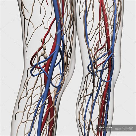 Ilustración médica de arterias venas y sistema linfático en las