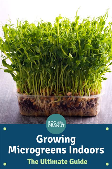 How To Grow Microgreens At Home Step By Step Guide Growing