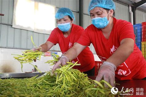 央媒看湖南丨湖南祁东：“炒热”黄花菜 发展不“遇凉” 经济 民生 湖南频道 红网