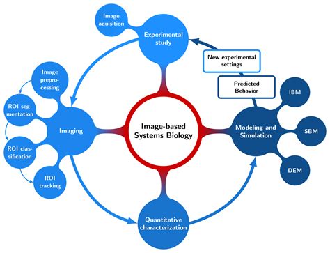 Image Based Systems Biology Leibniz HKI