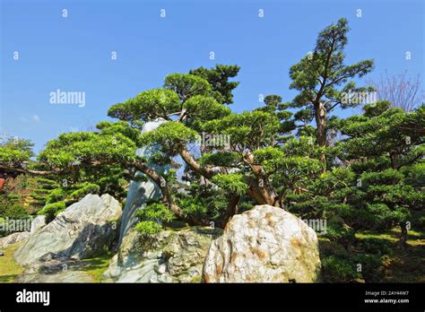 chinese garden plant Stock Photo - Alamy