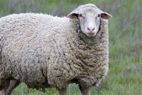 Countdown to lambing: Management of the ewe