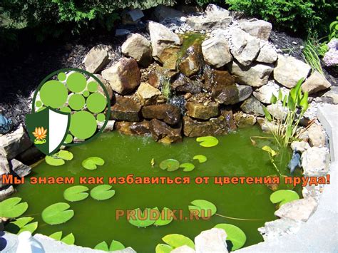 Biobird Starter Bacterien для запуска пруда | PRUDIKI.RU
