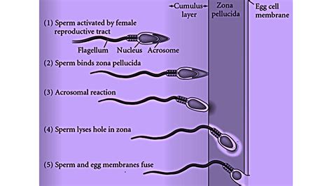 What Is The Cortical And Acrosomal Reaction